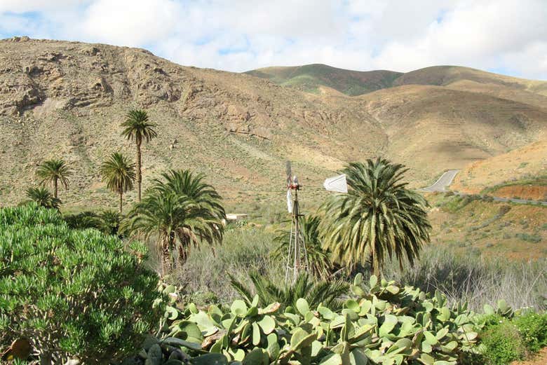 Vega del Río Palmas