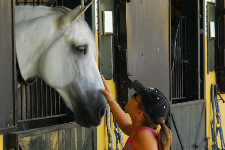 No estábulo do haras Cartuja Hierro del Bocado