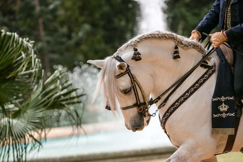 A horse and its rider