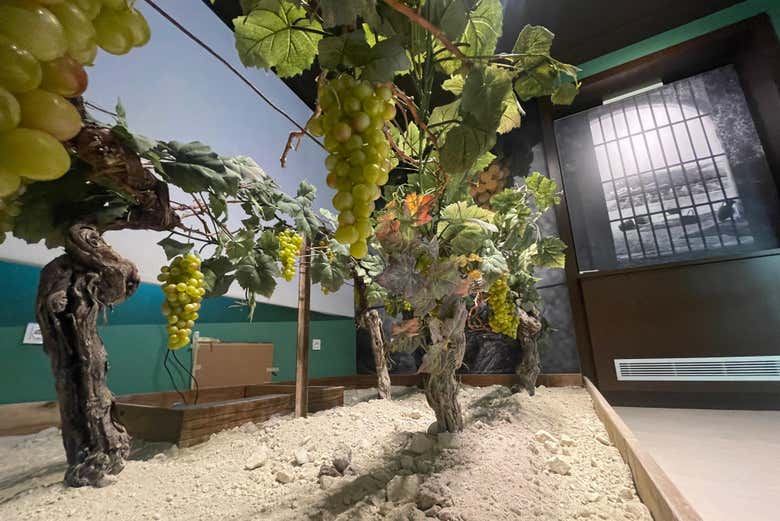 Aprenderéis todo sobre los viñedos de Jerez