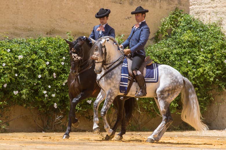 Yeguada de la Cartuja Hierro del Bocado