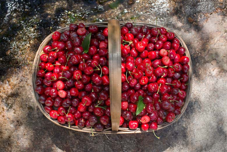 Cesta con cerezas del Jerte