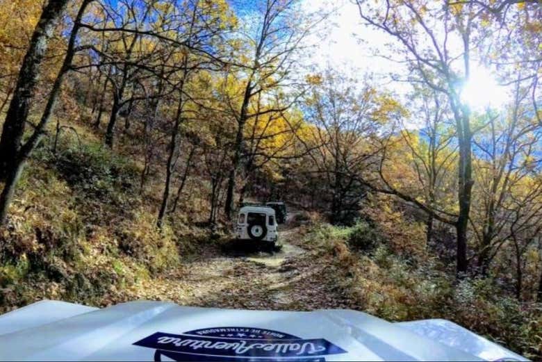 4x4 dans la forêt
