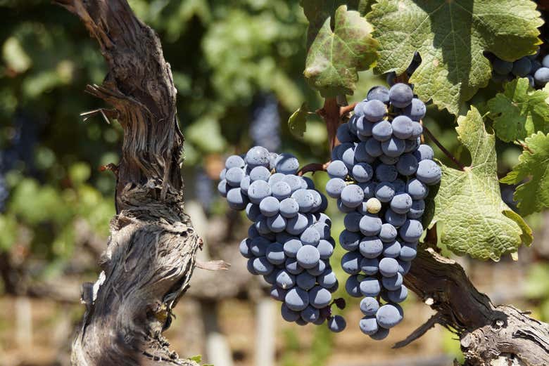 Vignobles du domaine