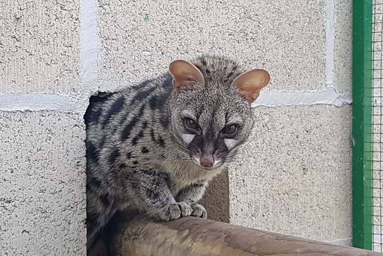Un animal du centre Vimferri