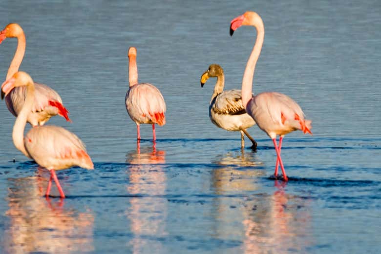 Flamingos