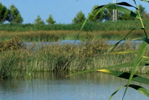 Vegetação da lagoa de Les Olles