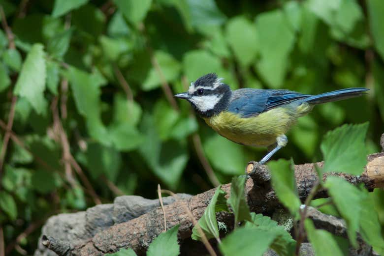 Um chapim azul em uma árvore