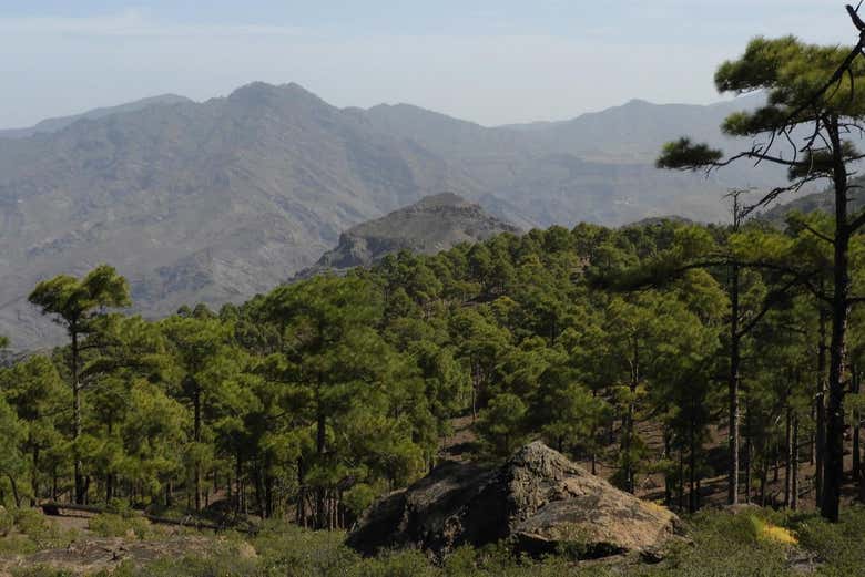 Contemplando os bosques de pinheiros da reserva Inagua