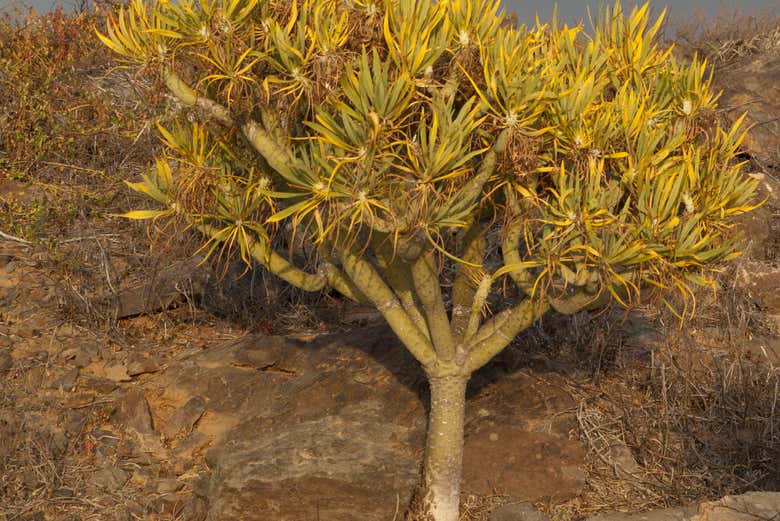 Admirando a flora de Gran Canaria