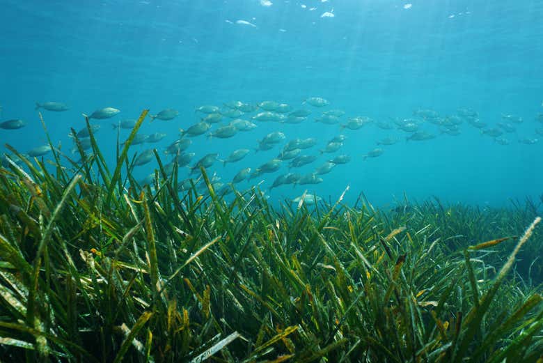 Neptune sea grass