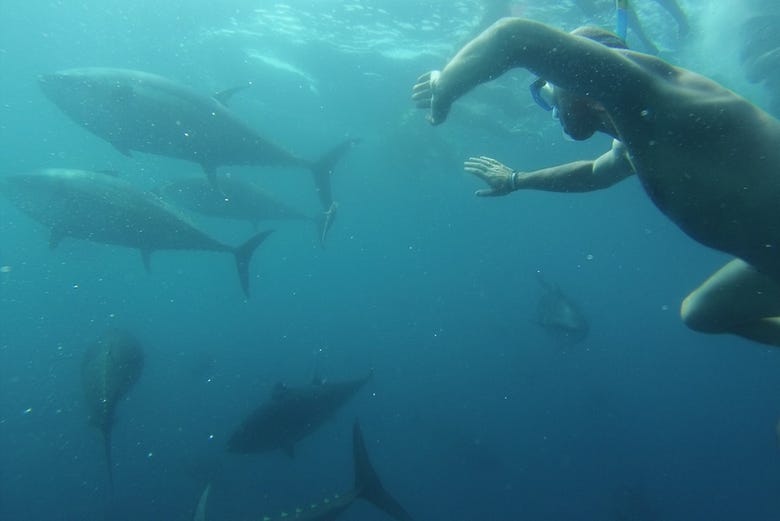 Practicando snorkel entre los atunes