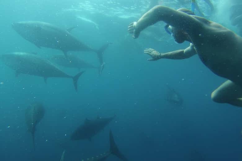Practicando snorkel entre los atunes