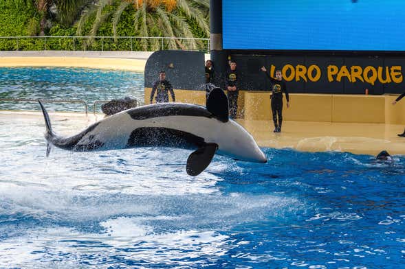 Excursión al Loro Parque