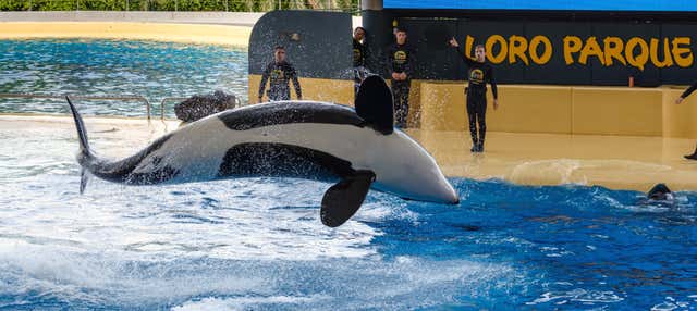 Loro Parque Day Trip