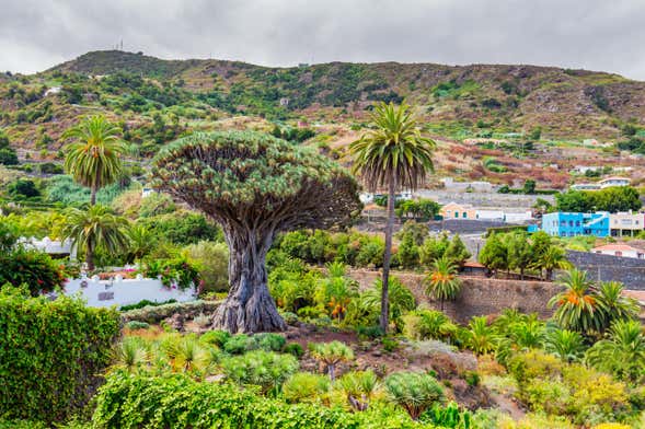 Excursão ao Teide, Icod e Garachico saindo do sul de Tenerife