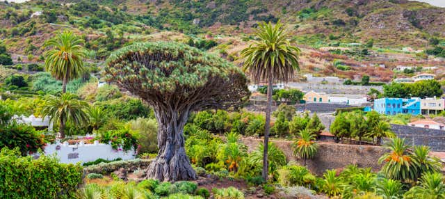 Excursión al Teide, Icod y Garachico desde el sur de Tenerife