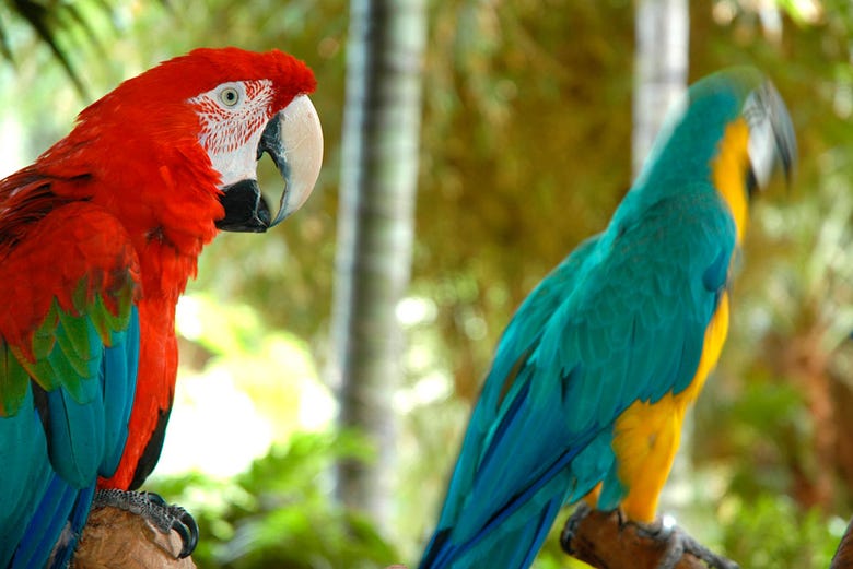 Exibição de papagaios exóticos