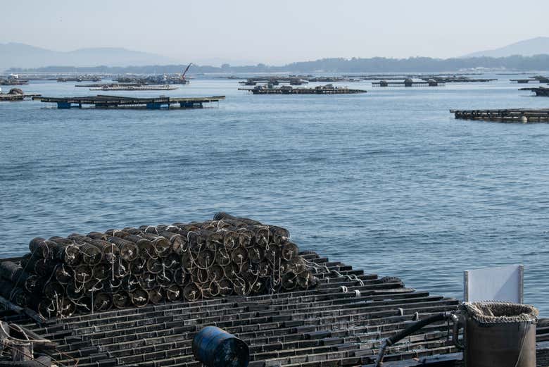 Radeaux de moules dans l'estuaire d'Arousa