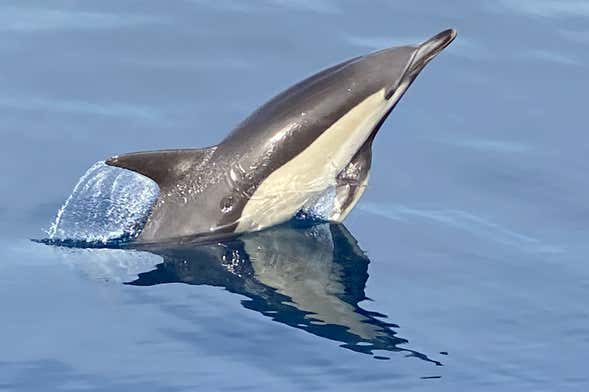 La Herradura Dolphin Watching