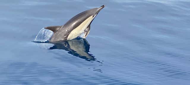 Avistamento de golfinhos em La Herradura