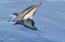 Avistamiento de delfines en La Herradura