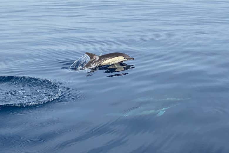 Desde el barco podremos avistar delfines