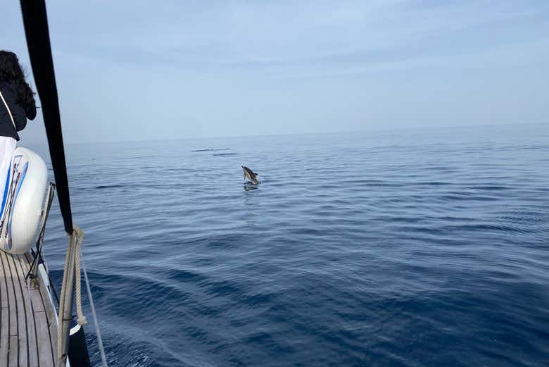 Veremos delfines en su hábitat natural