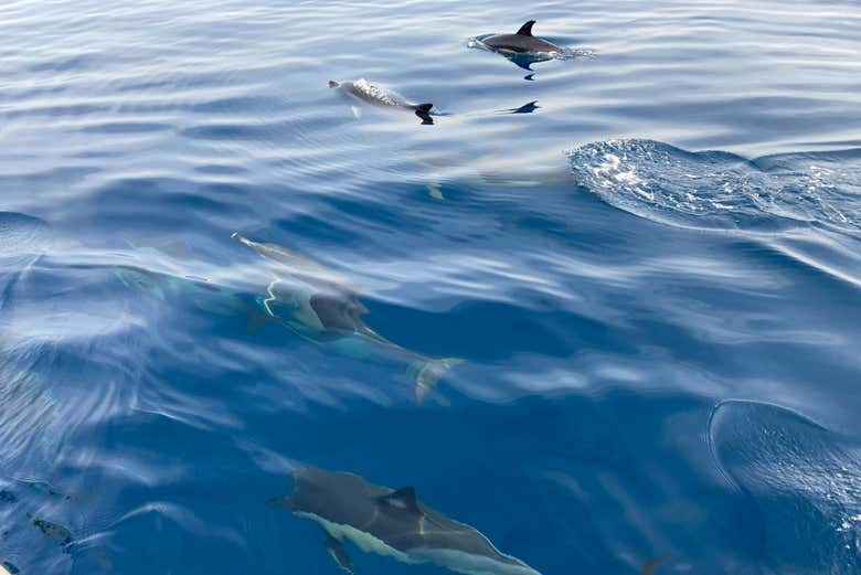 Delfines vistos desde el barco