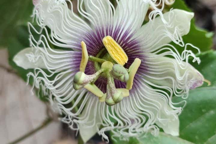Admirando una flor de maracuyá