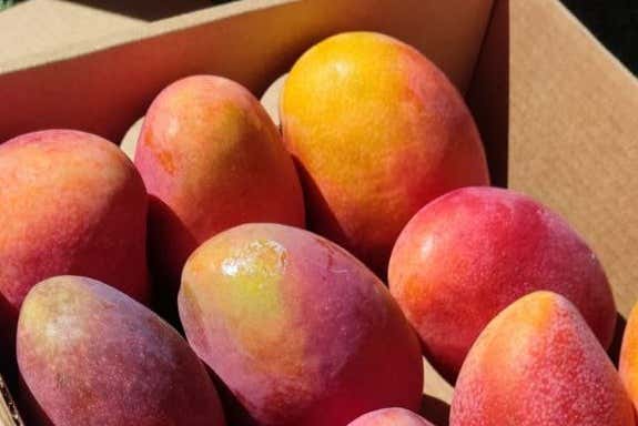 Exquisitos mangos