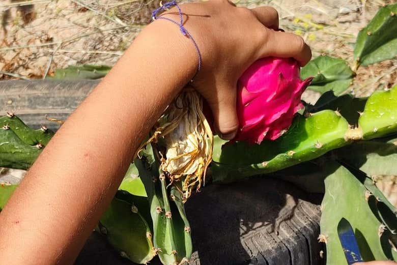 Una curiosa pitaya