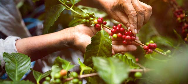 Visita a una finca de café y frutas tropicales