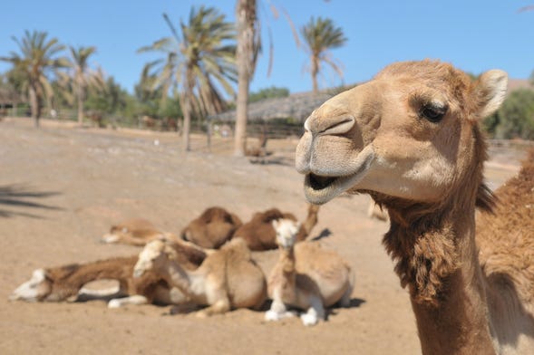 Entrada a Oasis Wildlife Fuerteventura