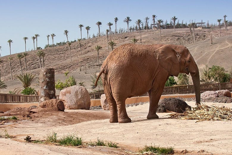 Elefante en el Oasis Park de Fuerteventura