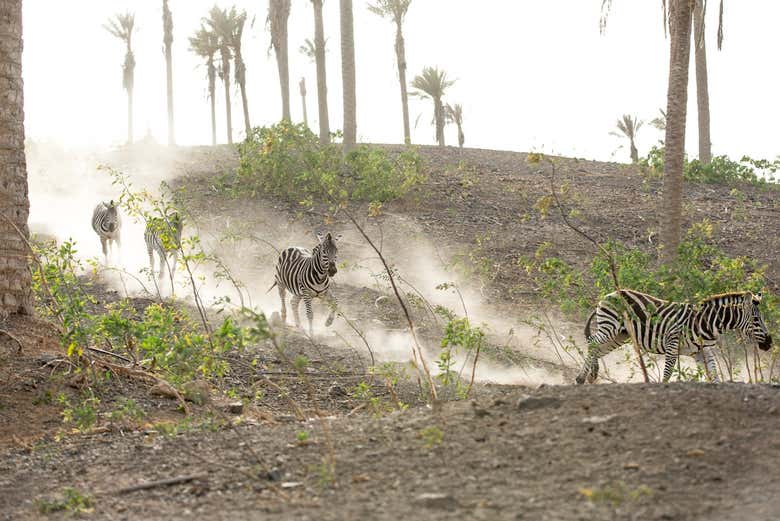 Oasis Wildlife Fuerteventura
