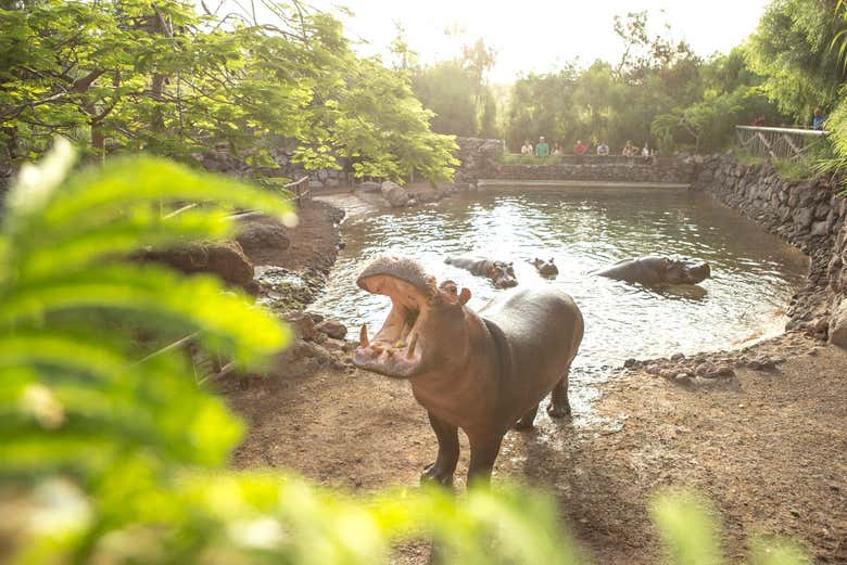 Conociendo a una familia hipopótamos