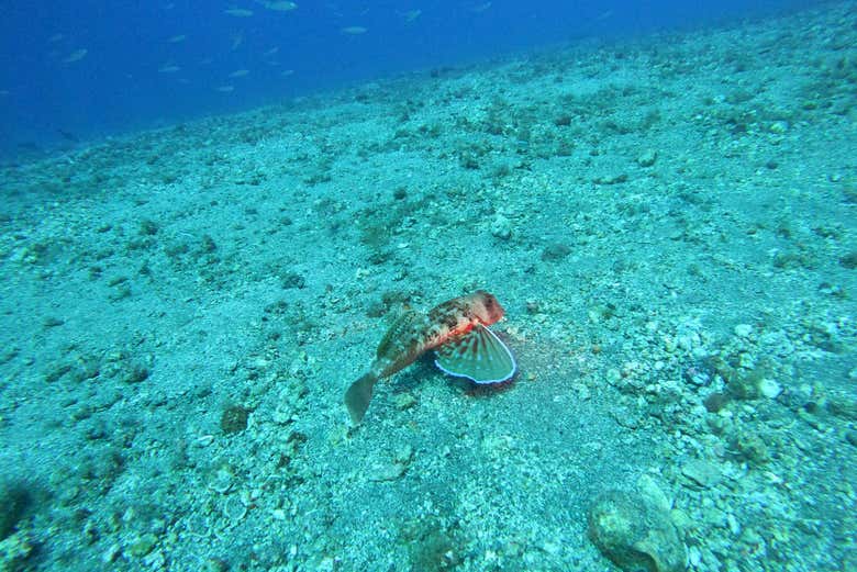 Admirez la faune marine des Canaries