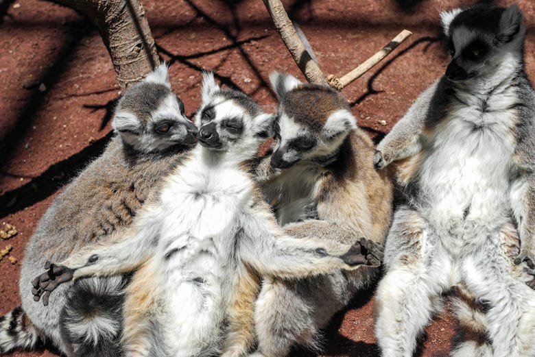 Lémures divirtiéndose en las instalaciones del parque