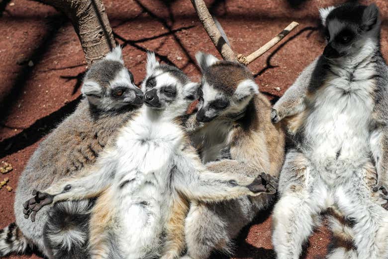 I lemuri giocherelloni del parco
