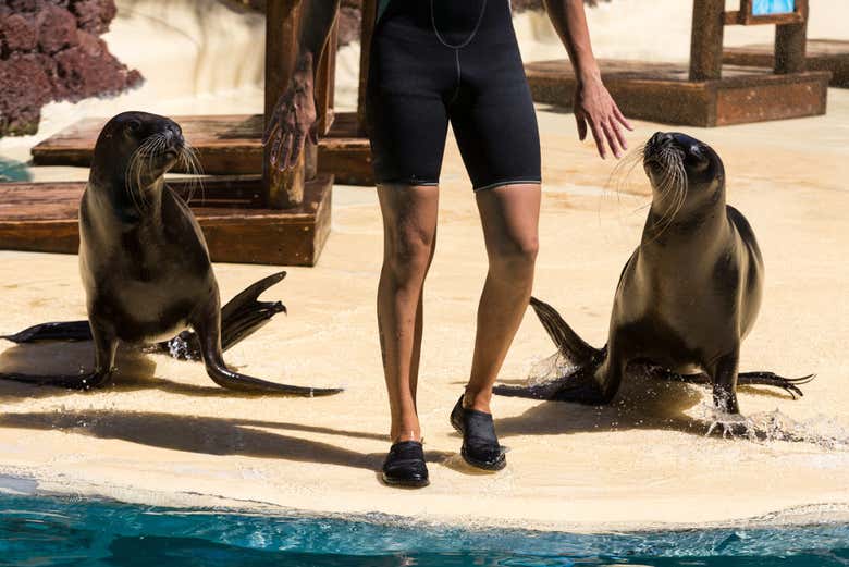 Lo spettacolo di leoni marini dell'Oasis Park