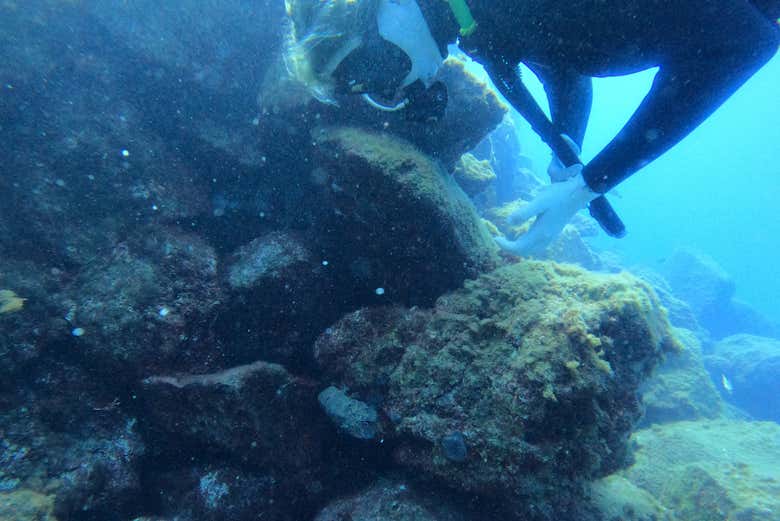 Plongez dans les eaux de l'Atlantique