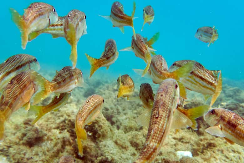Observez des bancs de poissons