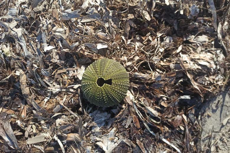 Os restos de um ouriço-do-mar