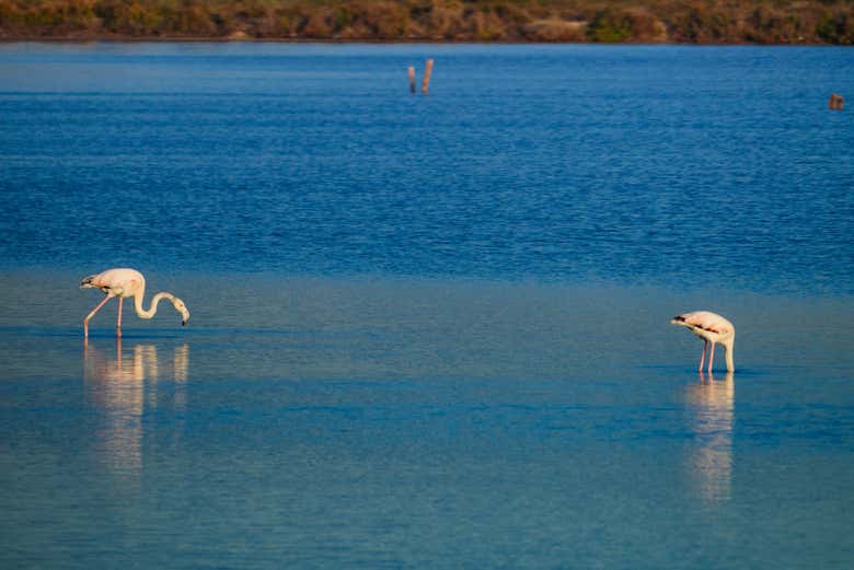 Avistando um par de flamingos