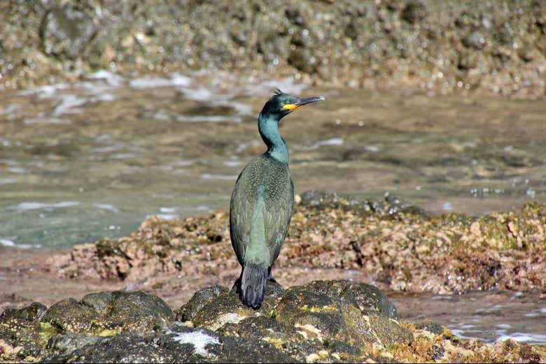 Cormorán moñudo