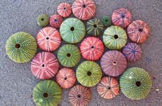 Visite guidée des marais salants de San Pedro del Pinatar