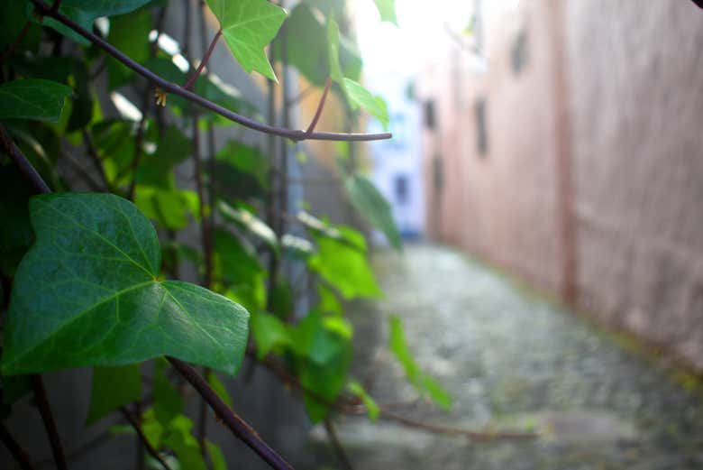 Percorrendo o centro histórico de La Orotava