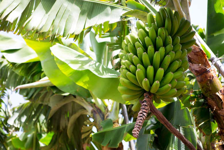 Descubriendo cómo se cultivan los plátanos de Canarias