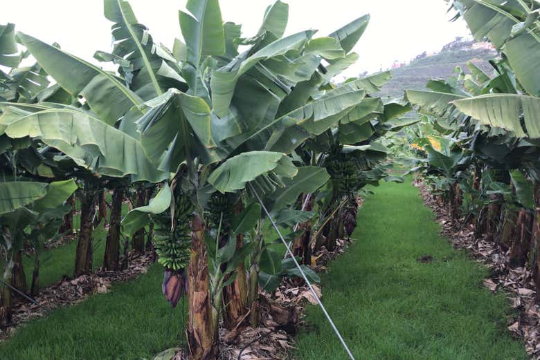 Recorriendo la finca ecológica